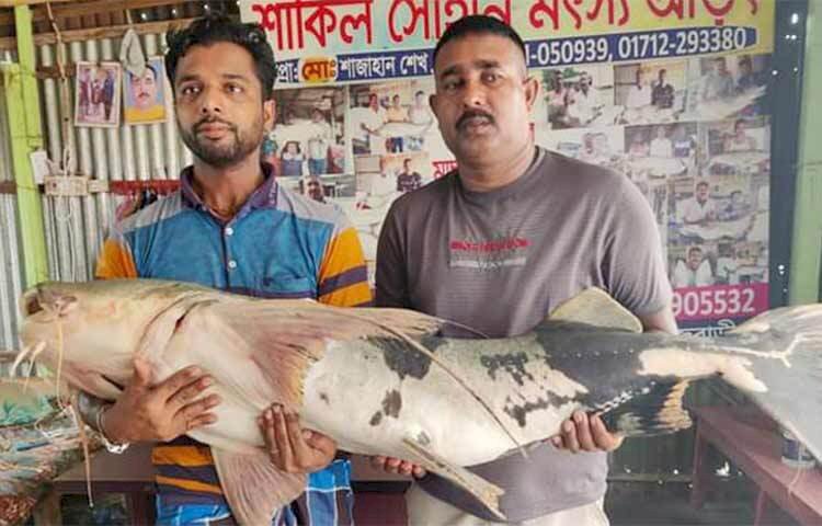 রাজবাড়ীর দৌলতদিয়ায় পদ্মায় ধরা পড়েছে ২৭ কেজি ওজনের একটি বাঘাইড়। আজ সকালে দৌলতদিয়া ৭ নম্বর ফেরিঘাট সংলগ্ন স্থানে জব্বার হালদার নামের এক জেলের জালে মাছটি ধরা পড়ে। জব্বার হালদার জানান, মাছটি বিক্রির জন্য রওশন মোল্লার আড়তে নিয়ে গেলে এক হাজার ৪০০ টাকা কেজি দরে ৩৮ হাজার ৫০০ টাকায় এটি বিক্রি হয়।