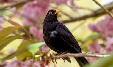 বাগানে ব্ল্যাকবার্ড থাকলে এখনই করণীয়