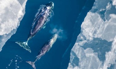 তিমির শরীরে লুকানো রহস্য: মানুষের আয়ু কি পৌঁছাবে ২০০ বছরে?