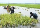 সিলেটে ক্ষতিগ্রস্ত ৯৮ হাজার কৃষকের তালিকা তৈরি , সহায়তা দেবে সরকার