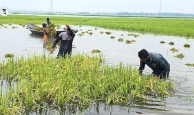 সিলেটে ক্ষতিগ্রস্ত ৯৮ হাজার কৃষকের তালিকা তৈরি , সহায়তা দেবে সরকার