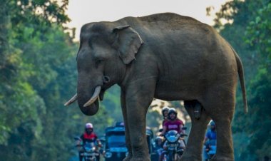 হাতি নিয়ে চাঁদাবাজির সময় দুর্ঘটনা, ইজিবাইক উল্টে ১০ মাসের শিশুর মৃত্যু