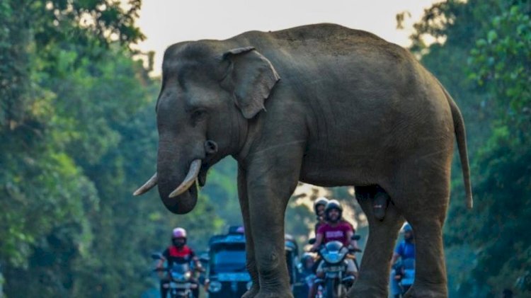 হাতি নিয়ে চাঁদাবাজির সময় দুর্ঘটনা, ইজিবাইক উল্টে ১০ মাসের শিশুর মৃত্যু