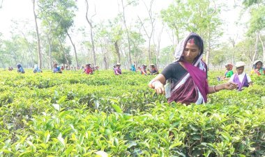 দেশের চা-বাগানের বড় অংশই বড় ব্যবসায়ী গোষ্ঠীর নিয়ন্ত্রণে